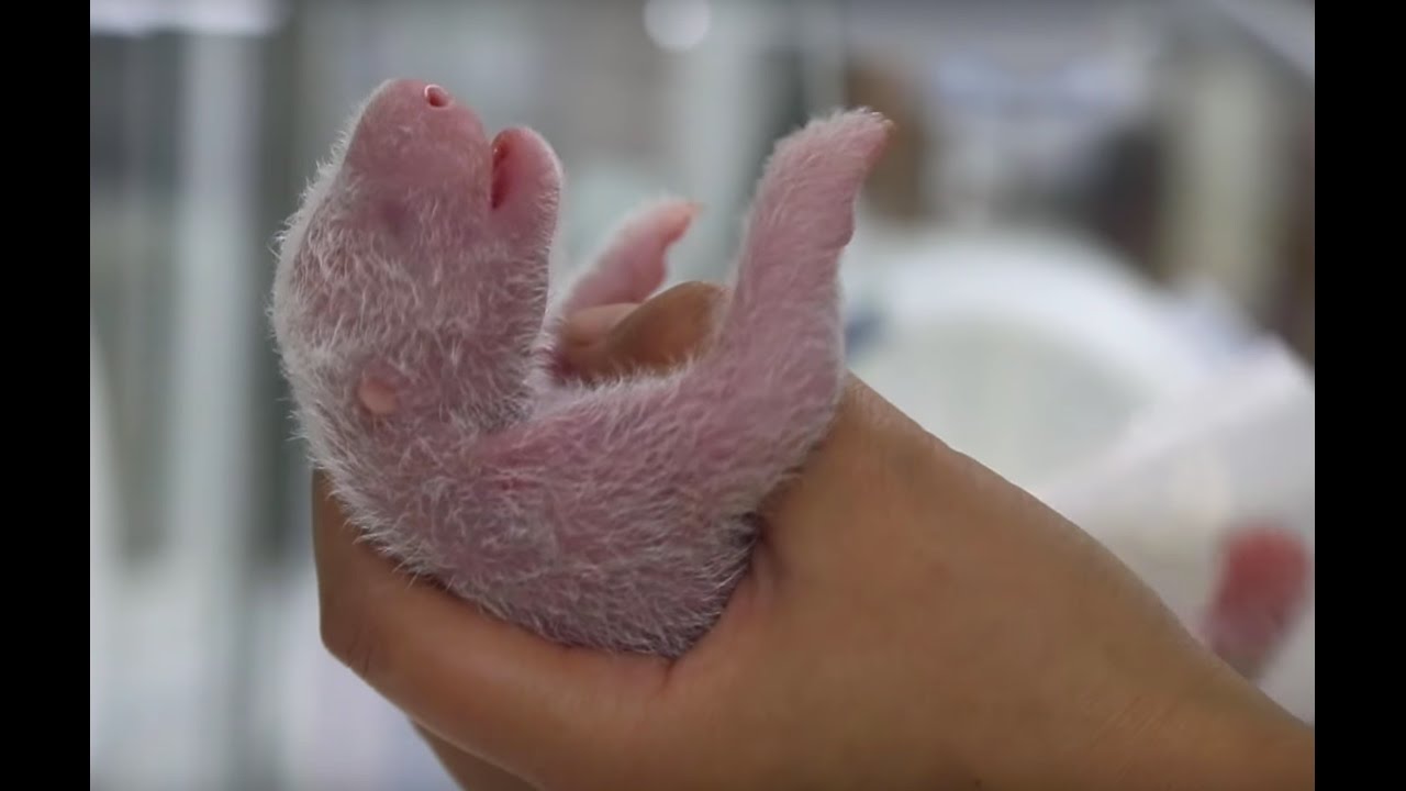 New-born Panda Reunited With Mother | Panda Babies | BBC Earth