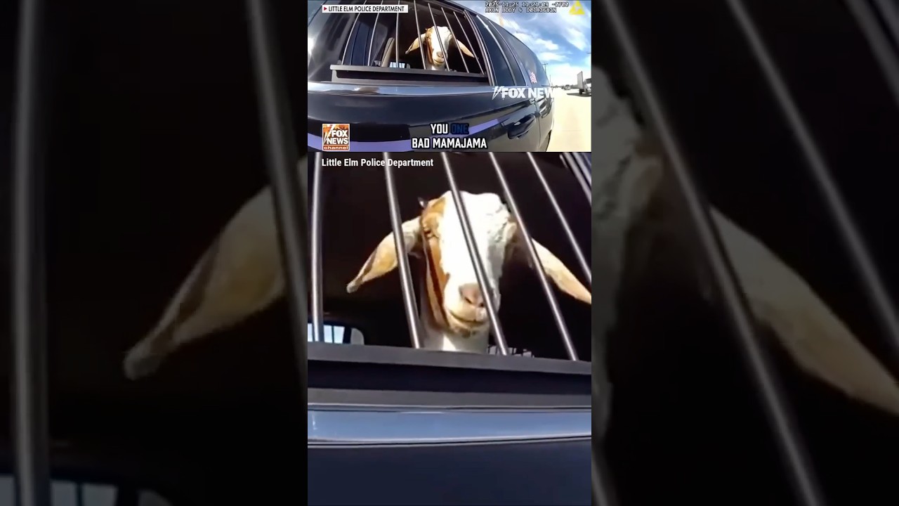 Texas goat arrested, officer even ‘Mirandizes’ him! #shorts #foxnews #animals