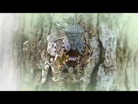 黃斑椿象交配 Stinkbug mating: Erthesina fullo