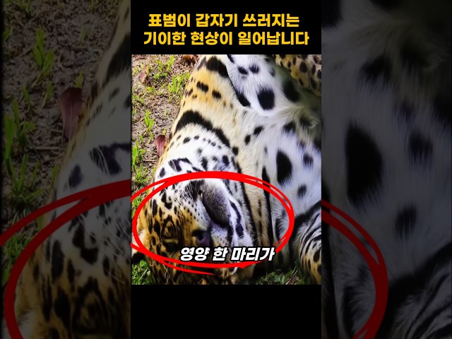 표범이 갑다기 쓰러지는 이유가 놀랍습니다