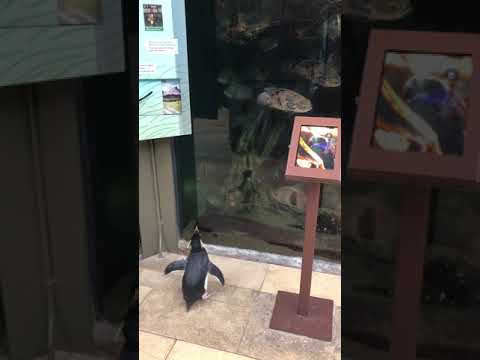 With Shedd Aquarium Closed To People, Penguins Get To Wander Around, Scope Out The Dolphins And Fish