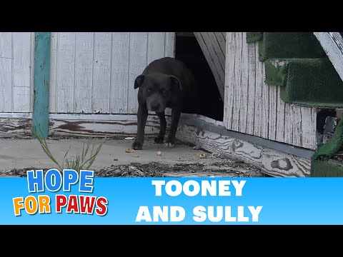 Hope For Paws: This pregnant Pit Bull was not alone under this abandoned school!!