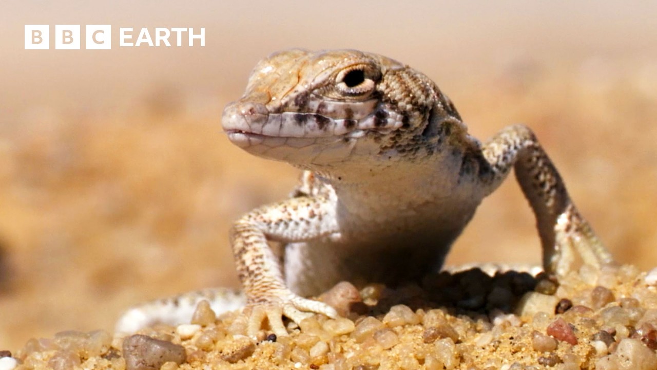 A Journey Through the World's Deserts | BBC Earth