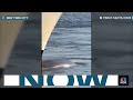 Video shows dead whale on the bow of a cruise ship docking at New York City  - 00:42 min - News - Video