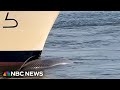 Video shows dead whale on the bow of a cruise ship docking at New York City