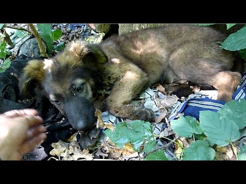 Terrified German Shepherd Puppy Abandoned In The Woods Gets Rescued Just In Time