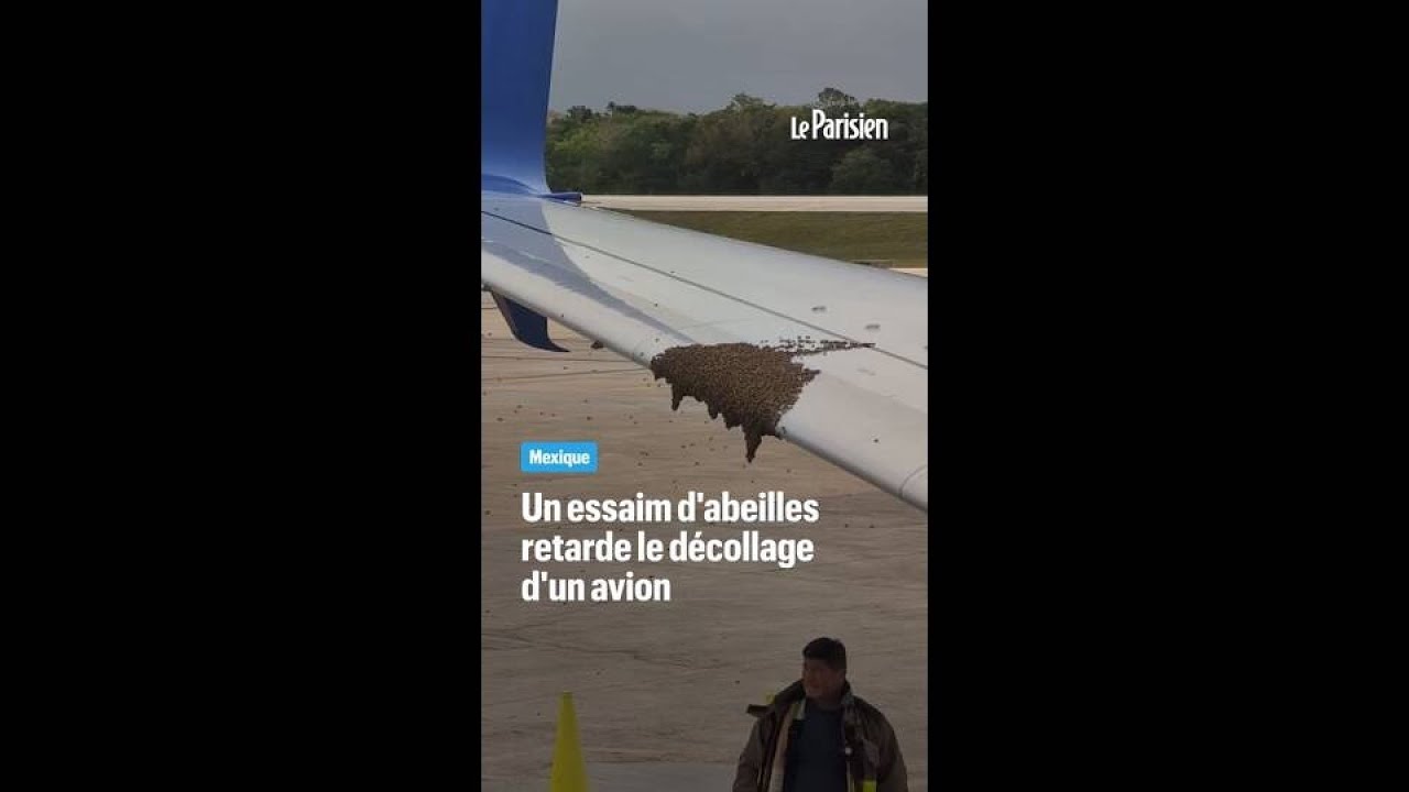 Mexique : un essaim d'abeilles s'accroche à l'aile d'un avion