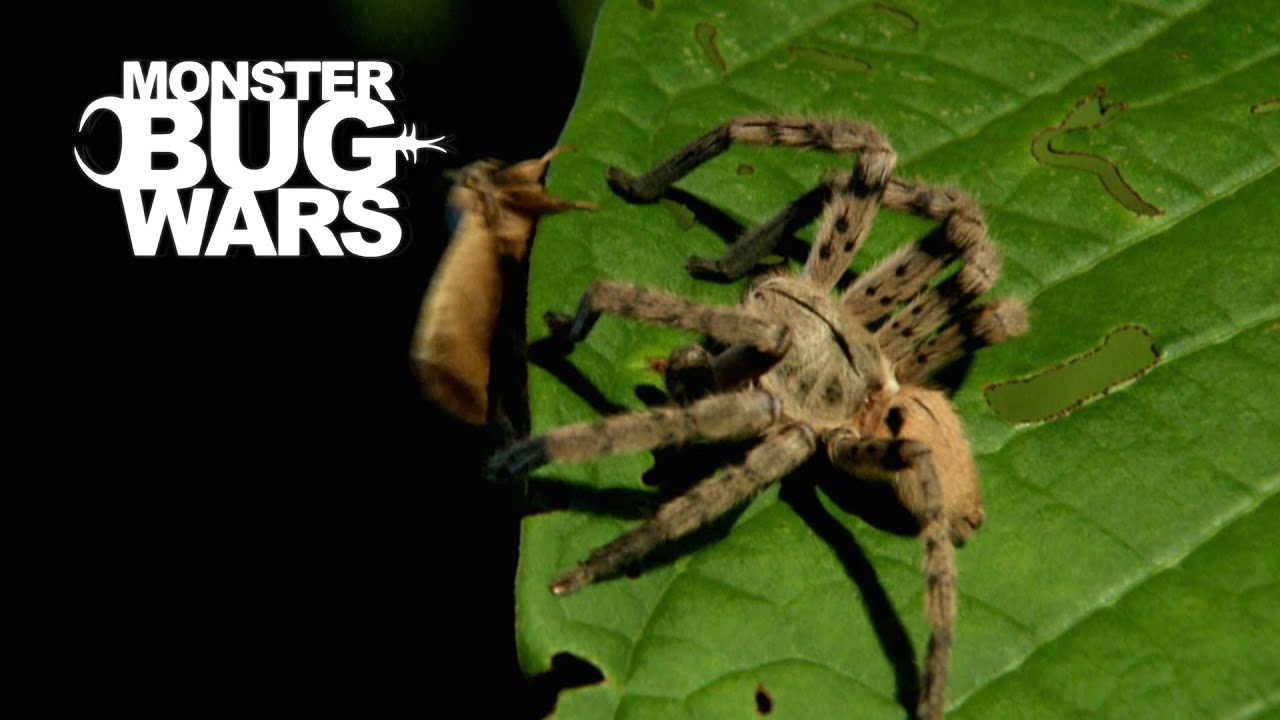 The Bug World is Locked In The Dark Ages.... | Monster Bug Wars