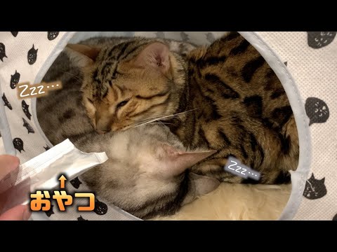 食いしん坊の猫たちが爆睡してるところにおやつを近づけたら まとめちゅーぶ