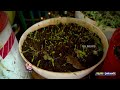 Terrace Gardening By Dhana Lakshmi | Gachibowli, Hyderabad | V6 News  - 40:21 min - News - Video