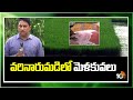 వరినారుమడిలో మెళకువలు | Vari Narumadi | Preparation of Paddy Nursery | Matti Manishi |10TV