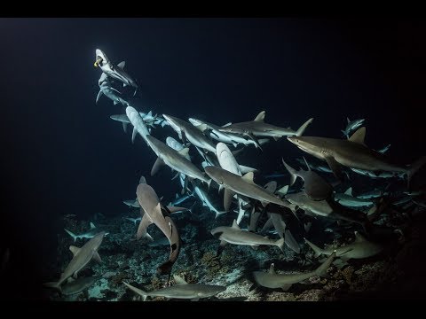 700 requins dans la nuit'
