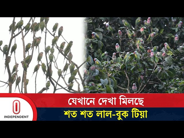 খাগড়াছড়ির যেখানে দেখা মিলছে শত শত লাল-বুক টিয়া | Parrots | Independent TV