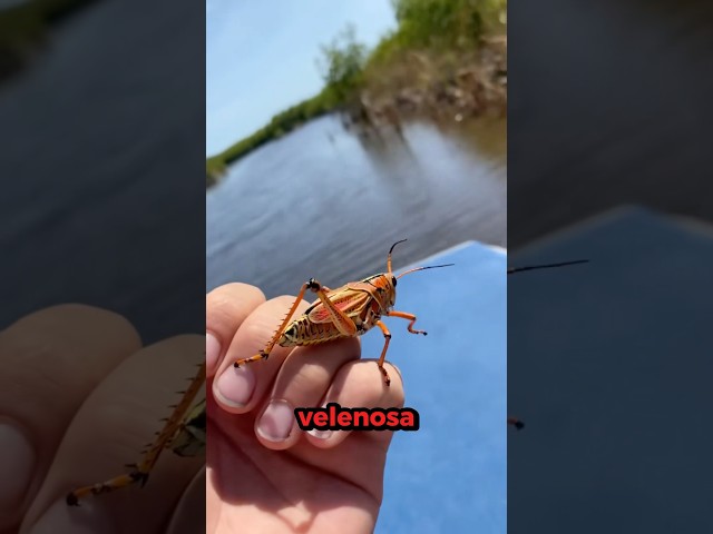 LA RAGAZZA LO HA LASCIATO,COSÌ HA FATTO QUESTO…(@bugboy19)