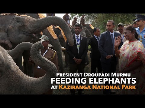 Watch: President Murmu feeding elephants at the Kaziranga National Park 