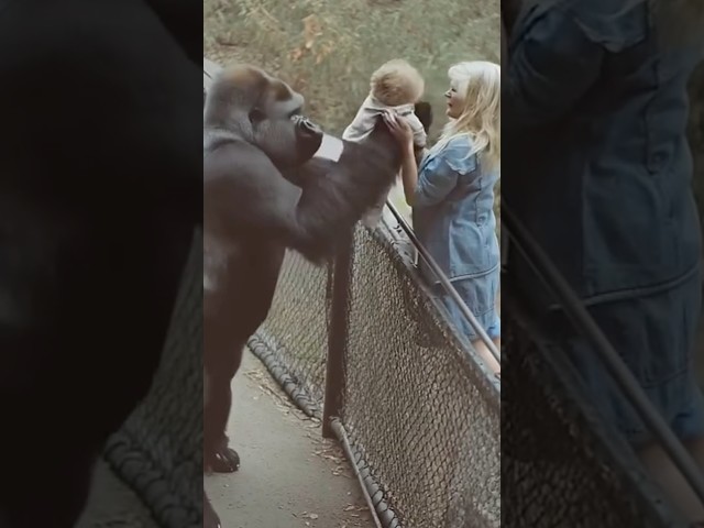 Sie landete im Gorilla Käfig und es passierte DAS😳
