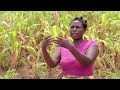 Crops wither amid Africas fertilizer price spike  - 02:24 min - News - Video