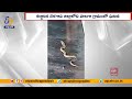 Close Encounter: Unaware Girl Inches Past Snake in Belagavi, Karnataka