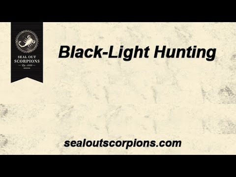 Black-Light Searches for Scorpion Hunting| Seal Out Scorpions