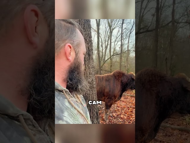 Лицом к лицу с тяжеловесным Буйволом😱