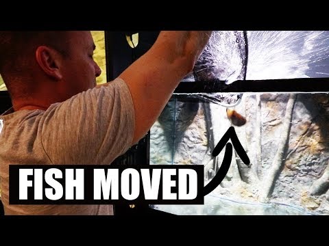 MOVING CICHLIDS TO THE NEW AQUARIUM