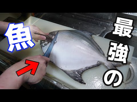 捌く難易度 S 謎すぎる魚 マナガツオ が美味すぎるwww まとめちゅーぶ