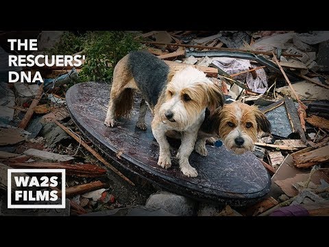 We Cried Tears of Joy Watching Reunion Between Boy & Dog After Tornado - Hope For Dogs | My DoDo