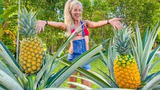 How To Grow GIANT Pineapples at Home Anywhere in the World- Fast & Easy in Containers!