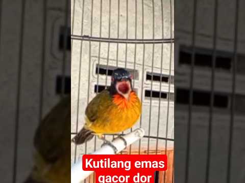 kutilang emas gacor dor