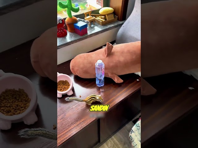 Alvin Çekirdekle Yakalandı
