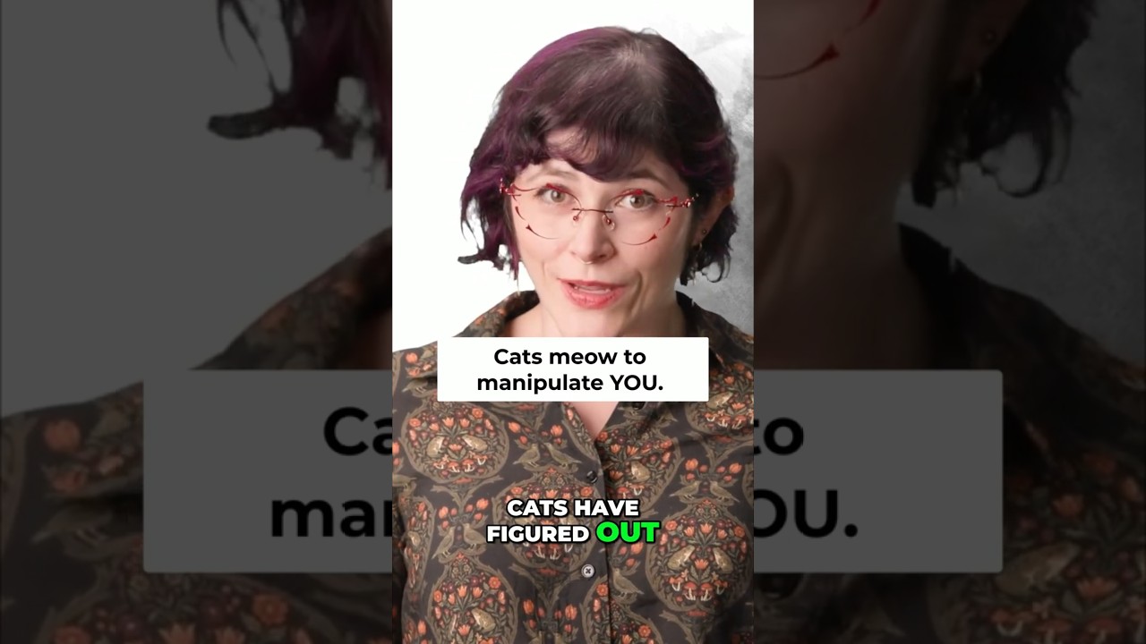 Cats Meow To Manipulate You - Here's Why! #Shorts #Cat #Pets