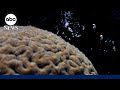 How a coral baby boom will help fortify reef system off Florida coasts