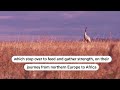 Warm weather keeps migratory cranes in Hungary