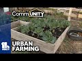 Urban farm teaches young people about food sustainability