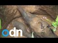 Elephant Calf Incredible Rescue after being trapped in a well
