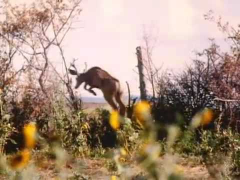 Thunderheart'
