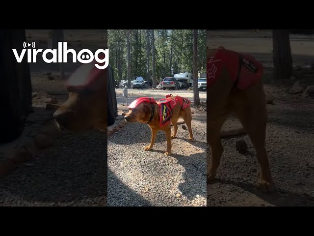 New Bike Is Running a Little Ruff  || ViralHog
