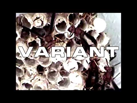 Variant'