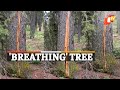 Video of 'Breathing Tree' shocks netizens
