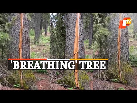 Video of 'Breathing Tree' shocks netizens Video of 'Breathing Tree' shocks netizens