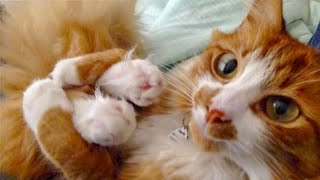 Enjoy new funniest and cutest compilation of the week about try not laugh funny animals life video.D
