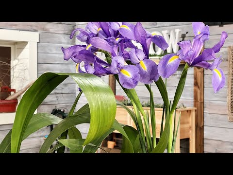 screenshot of youtube video titled Ikebana using Irises and Cast Iron Plant Leaves