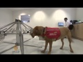Study: Dogs can detect some cancers with 90% success