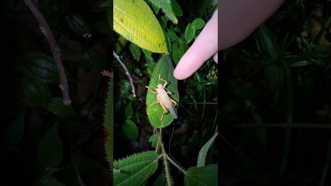 I touched every Animal in Thailand- Part 2