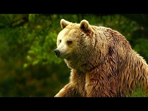Unedited Footage of a Bear'