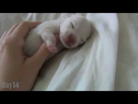 Watching a Puppy Grow - The first 14 days - Newborn Pomeranian Puppy
