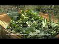 President Petro reacts as US says Colombia is failing to cooperate in drug war  - 01:00 min - News - Video