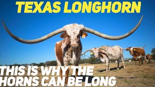 TEXAS LONGHORN | THIS IS WHY THE HORNS CAN BE LONG