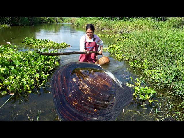 The big river clam has been discovered, and today there are many pearls again