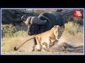 WATCH: Buffalo Charges After Lioness In Gujarat's Gir Forest